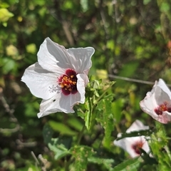 Pavonia hastata at Uriarra Village, ACT - 21 Jan 2025 03:45 PM