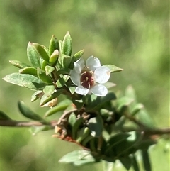 Baeckea utilis (Mountain Baeckea) at Captains Flat, NSW - 20 Jan 2025 by JaneR