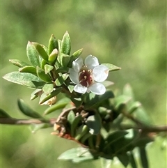 Baeckea utilis at Captains Flat, NSW - 20 Jan 2025 by JaneR