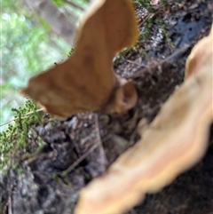 Unidentified Fungus at Lorne, NSW - 21 Jan 2025 by Butlinz