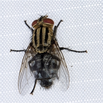 Sarcophagidae (family) (Unidentified flesh fly) at Melba, ACT - 15 Jan 2025 by kasiaaus