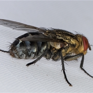 Sarcophagidae (family) at Melba, ACT - 15 Jan 2025 11:17 PM