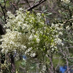 Bursaria spinosa subsp. lasiophylla at Uriarra Village, ACT - 21 Jan 2025 by Mike