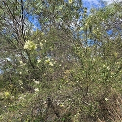 Bursaria spinosa subsp. lasiophylla at Uriarra Village, ACT - 21 Jan 2025 04:18 PM