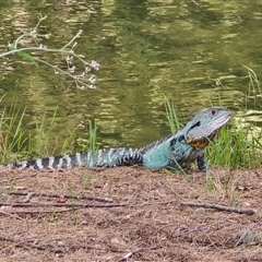 Intellagama lesueurii howittii (Gippsland Water Dragon) at Uriarra Village, ACT - 21 Jan 2025 by Mike