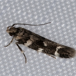 Macrobathra baliomitra at Melba, ACT by kasiaaus