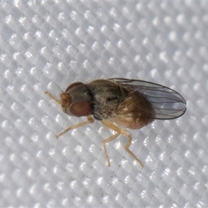 Unidentified True fly (Diptera) at Melba, ACT by kasiaaus