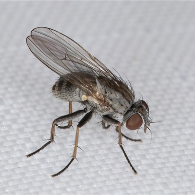 Muscidae (family) (Unidentified muscid fly) at Melba, ACT - 15 Jan 2025 by kasiaaus