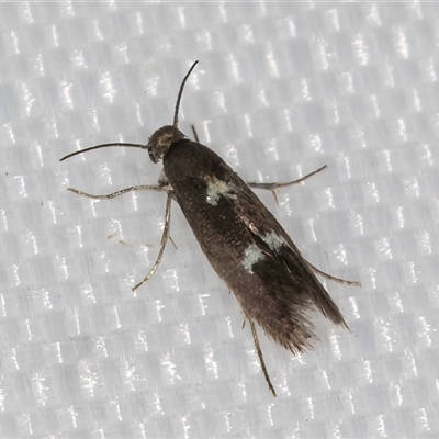 Heliozela eucarpa (Heliozelidae, Adeloidea) at Melba, ACT - 15 Jan 2025 by kasiaaus