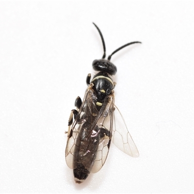 Unidentified Wasp (Hymenoptera, Apocrita) at Jerrabomberra, NSW - 20 Jan 2025 by DianneClarke