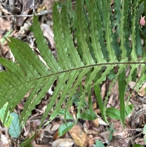 Unidentified Fern or Clubmoss at Lorne, NSW by Butlinz