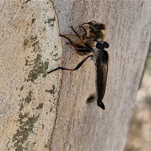 Cerdistus sp. (genus) (Slender Robber Fly) at Goulburn, NSW by trevorpreston