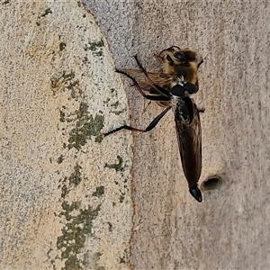 Cerdistus sp. (genus) at Goulburn, NSW - 21 Jan 2025