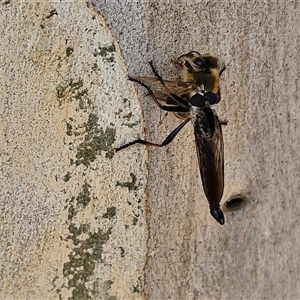 Cerdistus sp. (genus) at Goulburn, NSW - 21 Jan 2025 02:40 PM