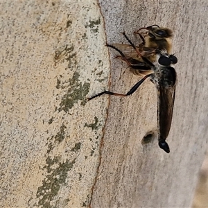 Cerdistus sp. (genus) at Goulburn, NSW - 21 Jan 2025