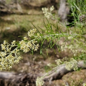 Cassinia laevis (Cough Bush) at Goulburn, NSW by trevorpreston