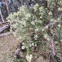 Cassinia laevis (Cough Bush) at Goulburn, NSW - 21 Jan 2025 by trevorpreston