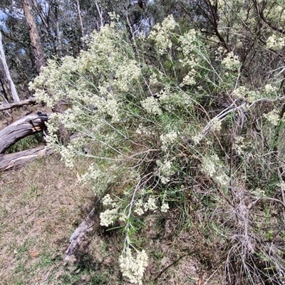 Cassinia laevis (Cough Bush) at Goulburn, NSW - 21 Jan 2025 by trevorpreston