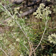 Cassinia laevis at suppressed - suppressed