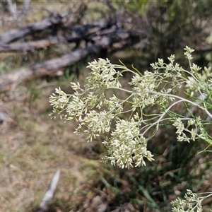 Cassinia laevis at suppressed - suppressed