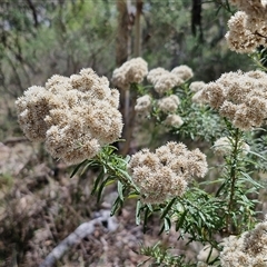 Cassinia longifolia (Shiny Cassinia, Cauliflower Bush) at Goulburn, NSW - 21 Jan 2025 by trevorpreston