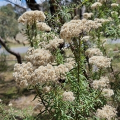 Cassinia longifolia at Goulburn, NSW - 21 Jan 2025 02:36 PM