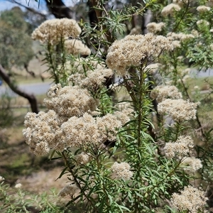 Cassinia longifolia at Goulburn, NSW - 21 Jan 2025 02:36 PM