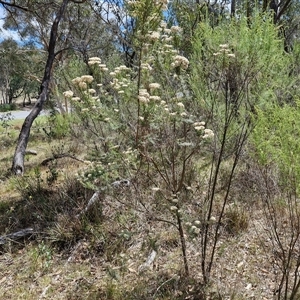 Cassinia longifolia at Goulburn, NSW - 21 Jan 2025 02:36 PM