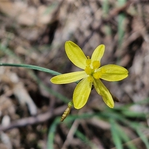 Tricoryne elatior (Yellow Rush Lily) at Goulburn, NSW by trevorpreston