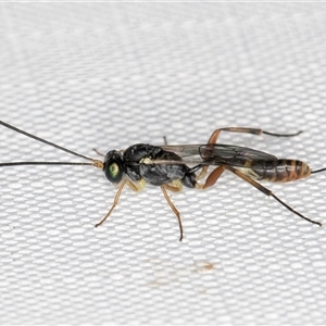 Campopleginae (subfamily) (An Ichneumon Parasitic Wasp) at Melba, ACT by kasiaaus