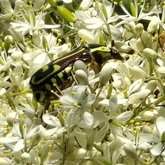 Eupoecila australasiae (Fiddler Beetle) at Uriarra Village, ACT - 21 Jan 2025 by Mike