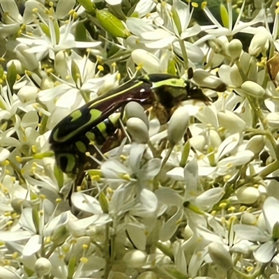 Eupoecila australasiae (Fiddler Beetle) at Uriarra Village, ACT - 21 Jan 2025 by Mike