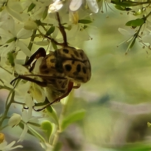 Neorrhina punctatum (Spotted flower chafer) at Uriarra Village, ACT by Mike