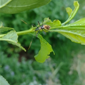 Unidentified Assassin bug (Reduviidae) at Wilsonton Heights, QLD by Phippsy