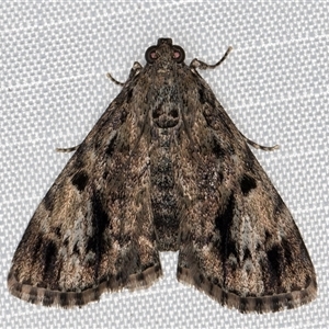 Salma cinerascens (A Pyralid moth) at Melba, ACT by kasiaaus