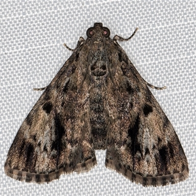 Salma cinerascens (A Pyralid moth) at Melba, ACT - 17 Jan 2025 by kasiaaus