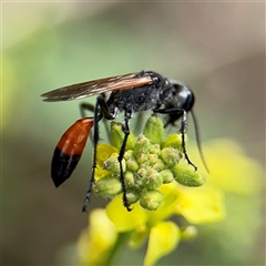 Podalonia tydei (Caterpillar-hunter wasp) at Russell, ACT - 21 Jan 2025 by Hejor1