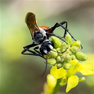 Podalonia tydei at Russell, ACT - 21 Jan 2025 05:32 PM