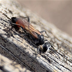 Podalonia tydei at Russell, ACT - 21 Jan 2025 05:32 PM