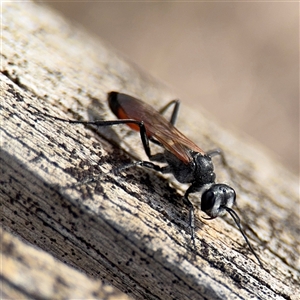 Podalonia tydei at Russell, ACT - 21 Jan 2025 05:32 PM