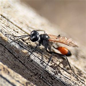 Podalonia tydei at Russell, ACT - 21 Jan 2025 05:32 PM