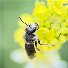 Lasioglossum (Chilalictus) lanarium (Halictid bee) at Russell, ACT - 21 Jan 2025 by Hejor1