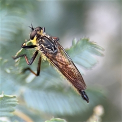 Zosteria rosevillensis (A robber fly) at Russell, ACT - 21 Jan 2025 by Hejor1