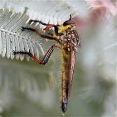 Zosteria rosevillensis at Russell, ACT - 21 Jan 2025 05:20 PM