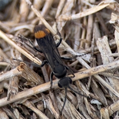 Calopompilus sp. (genus) (Spider wasp) at Parkes, ACT - 21 Jan 2025 by Hejor1