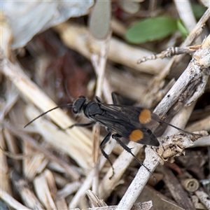 Calopompilus sp. (genus) at Parkes, ACT - 21 Jan 2025 05:15 PM