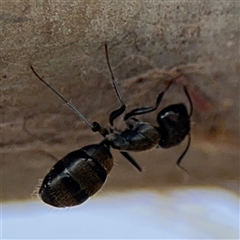 Camponotus aeneopilosus (A Golden-tailed sugar ant) at Russell, ACT - 21 Jan 2025 by Hejor1