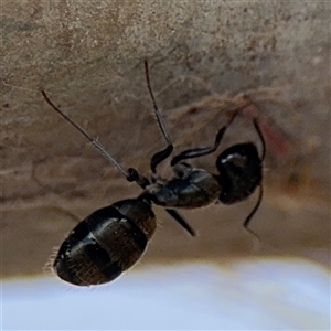 Camponotus aeneopilosus (A Golden-tailed sugar ant) at Russell, ACT by Hejor1