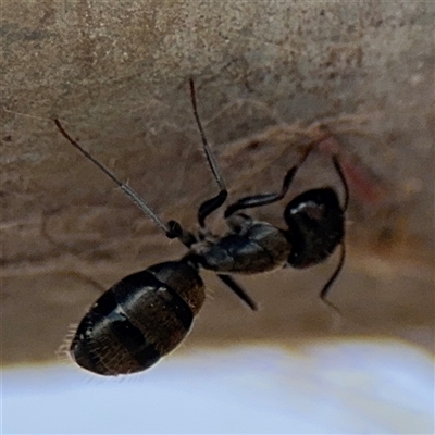 Camponotus aeneopilosus (A Golden-tailed sugar ant) at Russell, ACT - 21 Jan 2025 by Hejor1