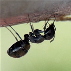 Camponotus aeneopilosus at Russell, ACT - 21 Jan 2025 05:11 PM